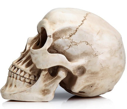 1:1 Replica Realistic Human Adult Skull Head Bone Model