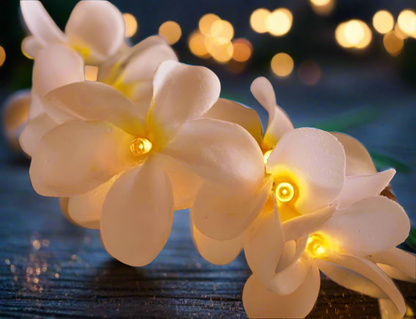 1 Set of 20 LED White Frangipani Flower Battery String Lights Christmas Gift Home Wedding Beach Party Decoration Outdoor Table Centrepiece